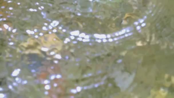 Deux tritons dans l'eau de la rivière. Créatif. Tritons gris-brun sur le fond de pierres et d'eau. Deux tritons nagent dans la rivière et les vagues vont — Video