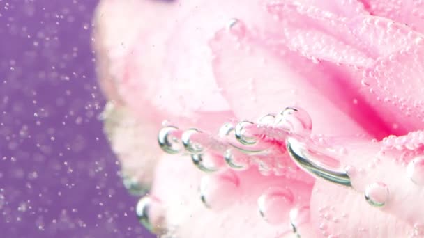 Close-up van bellen op rozenblaadjes. Voorraadbeelden. Delicate roze rozenblaadjes onder het water. Eenmaal in schoon helder water met zuurstofbellen — Stockvideo
