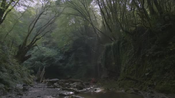 ジャングルの中の小川. クリエイティブ。 緑のジャングルでは,石に山の川が流れている. 空は木の大きな緑の枝で覆われています. 美しい山の風景 — ストック動画