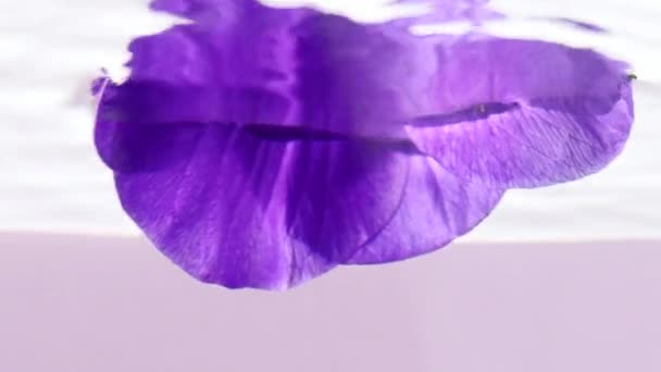 亮丽的紫色花朵。丝袜。明亮的花，被放进清澈的水和铅中。艺术射击. — 图库视频影像