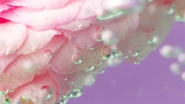 Mooie rozenblaadjes in het water.Stock beeldmateriaal. Een heldere bloem met veel bubbels in het water. — Stockvideo