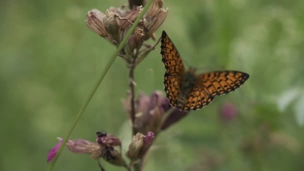 Monarchfalter auf grünem Grashalm. Kreativ. Großaufnahme eines Insekts auf der Wiese vor verschwommenem grünen Feldhintergrund. — Stockvideo