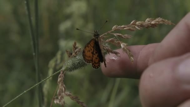 Закройте бабочку, медленно машущую крыльями на стебле травы. Творческий подход. Мужская рука и палец пытаются нежно коснуться насекомого. — стоковое видео
