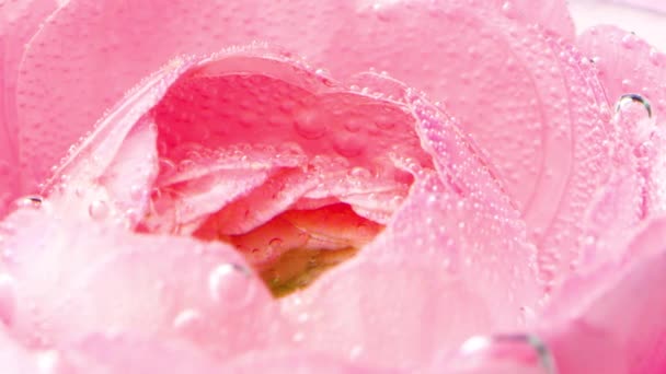 ピンクは水中の泡でバラバラした. ストック映像。 デリケートなバラは水にたくさんの泡が付いていました. 泡が付いている透明な水のローズ — ストック動画