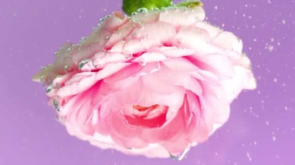 Ροζ τριαντάφυλλο με φυσαλίδες κάτω από το νερό. Στικ. Λεπτό τριαντάφυλλο με πολλές φυσαλίδες στο νερό. Τριαντάφυλλο σε καθαρό νερό με φυσαλίδες — Αρχείο Βίντεο