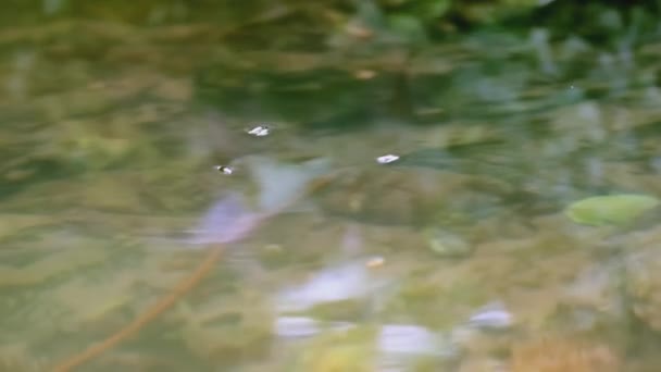 De friet zwemt op het wateroppervlak CREATIVE. Kleine vissen zwemmen in het meer. Op het wateroppervlak drijvende kikkervisjes — Stockvideo