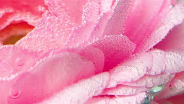 Close-up van een prachtige bloem onder water met belletjes. Voorraadbeelden. Macro weergave van een zachte bloeiende bloem achtergrond. — Stockvideo