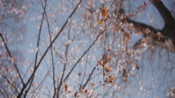 Blossoming tree with branches on a blue sky background. Action. Bottom view of a tree and summer clear sky. — Stock Video
