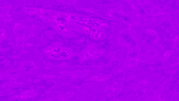 Heldere paarse achtergrond.Ontwerp.Grote paarse vlekken die patronen in animatie te creëren. — Stockvideo