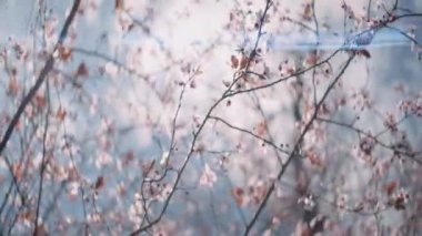 Mavi gökyüzü arka planında dalları olan çiçek açan ağaç. Başla. Bir ağacın alt görüntüsü ve açık bir yaz gökyüzü.