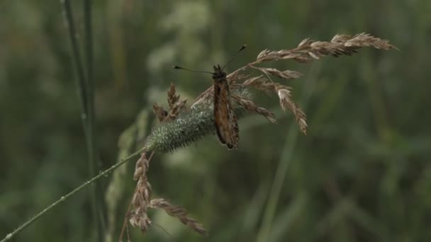Detailní záběr motýla na zelené trávě. Kreativní. Krásný oranžový motýl sedí na stéble trávy na zelené louce. Motýl sedí na tenkém stéblu trávy. Hmyz a mikrokosmos — Stock video