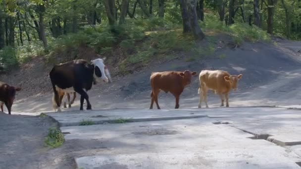 Flera kor går i skogen. KREATIV. Vitbruna kor går längs vägen mellan träden. Olika kor går framåt längs den trampade vägen — Stockvideo