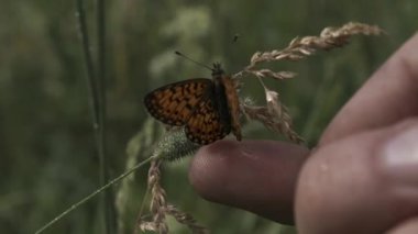 Güneşsiz bir manzara. Yaratıcı. Büyük kırmızı bir kelebek oturur ve kanatlarını çırparak kuru bir çimen dalına oturur. Yüksek kaliteli FullHD görüntüler