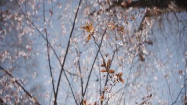 Gökyüzünün arka planında çiçek açan güzel dallar. Başla. Çiçek açan ağacın dalları güneşli bir günde rüzgarda sallanıyor. Parlak güneş ve mavi gökyüzünün arka planında çiçekler olan güzel ağaç dalları.