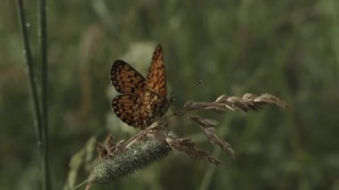 Güneşsiz bir manzara. Yaratıcı. Büyük kırmızı bir kelebek oturur ve kanatlarını çırparak kuru bir çimen dalına oturur. Yüksek kaliteli FullHD görüntüler