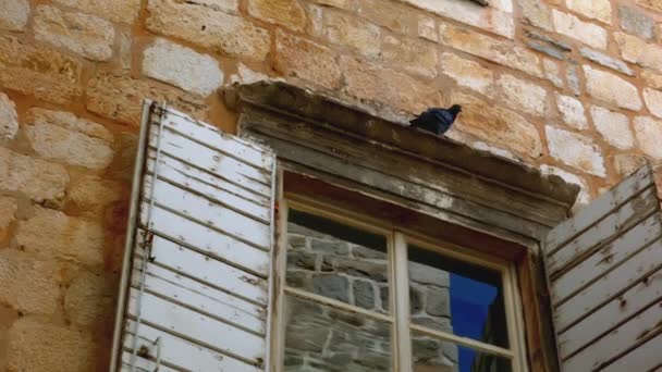 Bottom View Old Brick House Pigeon Sitting Window Shutters Creative — Stock Video