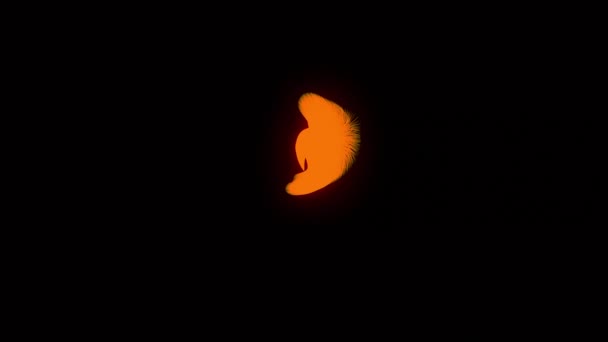 橙色触角从屏幕中央的一个点移动到黑色背景上的所有侧面 五彩缤纷的波浪形琴弦 — 图库视频影像