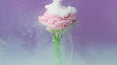 Açık pembe gül çiçeğinin akvaryumunda, mürekkeple kaplanmış bir şekilde. Stok görüntüleri. Sıvı boyayla sualtında açan yumuşak çiçekler.