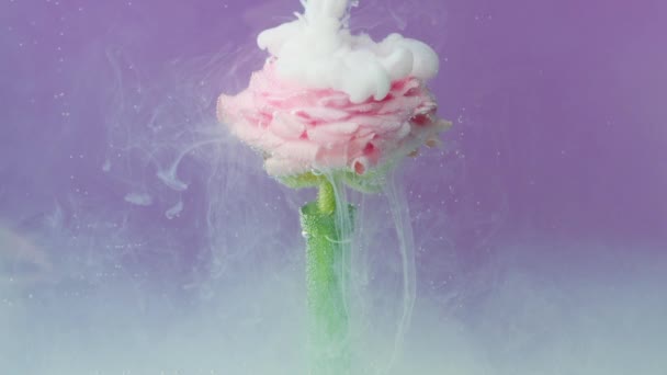 水族馆内的浅粉色玫瑰花 上面布满了发亮的油墨 库存录像 水下盛开的软花 水彩画 — 图库视频影像