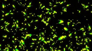Siyah arkaplan. Tasarım. Canlandırmada küçük boyutta yeşil ve beyaz parçacıklar aşağıdan yukarıya yüksek hızda uçar. Yüksek kalite 4k görüntü