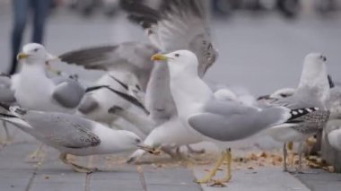 Soğuk bir sonbahar gününde şehir parkında ekmek kırıntıları yiyen martılar. Başla. Asfalt karo üzerinde kuş sürüsü 