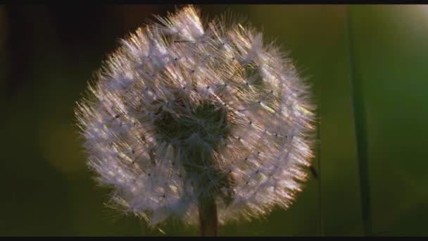 Φωτεινή Χνουδωτή Πιτυρίδα Δημιουργικό Ένα Ηλιόλουστο Λουλούδι Δίπλα Στο Πράσινο — Αρχείο Βίντεο