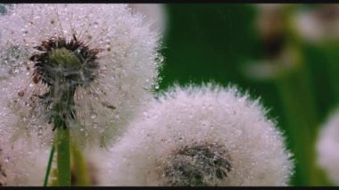 Yeşil çimenler. Yaratıcı. Alış veriş merkezi beyaz karahindibaları yan yana duruyor ve hangi yağmur damlaları damlıyor. Yüksek kaliteli FullHD görüntüler