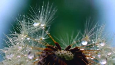 Güzel manzara. Yaratıcı. Üzerinde küçük çiy damlaları olan büyük beyaz bir karahindiba. Yüksek kaliteli FullHD görüntüler