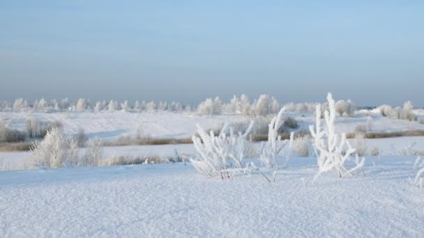 Bellissimo Paesaggio Invernale Boschi Radure Creativo Natura Nella Giornata Invernale — Video Stock