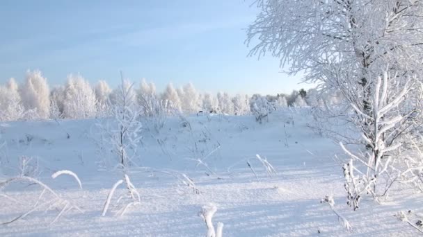 Vackert Vinterlandskap Skogar Och Gläntor Kreativ Naturen Vinterdagen Med Klar — Stockvideo