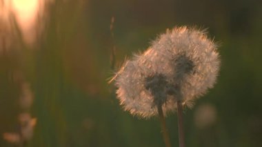 Batan güneşin arka planında güzel karahindibalar. Yaratıcı. Güneşli yaz otlaklarında karahindiba. Yaz çayırları ve bitkileri. 