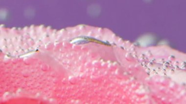 Yumuşak gül yapraklarını şeffaf suda, hava kabarcıklarıyla kapatın. Stok görüntüleri. Çiçek açan bahar çiçekleri