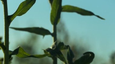 Sapı yakın çekim ve yeşil çimen yaprakları. Yaratıcı. Arka plandaki yeşil sulu çimenler mavi gökyüzü. Güneşli yaz gününde çimenler tarlada. 