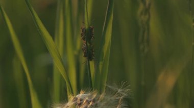 Yeşil bitkinin gövdesine iki böcek yerleştir. Yaratıcı. Çimenlerde böcekler olan doğal manzara.