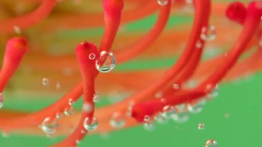 Leucospermum çiçeğini su altında hava kabarcıklarıyla kapatın. Stok görüntüleri. Alışılmadık güzel çiçek