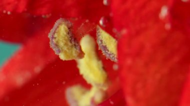 Doğa ve romantizm. Stok görüntüleri. Sarı polenle açan kırmızı çiçeğe çok yakın.