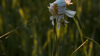 Böcek örümceği bulanık yaz çayır arka planında çiçek papatyasında oturur. Yaratıcı. Bir çiçekte asılı örümcek ağı