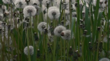 Bulutlu bir günde karahindiba tarlası. Yaratıcı. Yaz otlağında güzel ve tüylü karahindibalar. Bulutlu bir günde Tüylü yaz karahindibaları. 