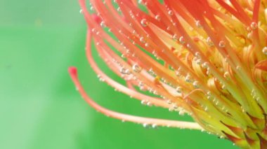 Suyun altında kabarcıklar olan güzel çiçekleri yakından çek. Stok görüntüleri. Suyun altında erkek organları olan parlak bir çiçek. Su altında baloncukları olan egzotik bir çiçek..