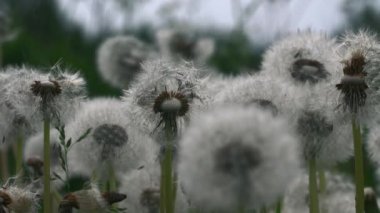 Bulutlu bir günde karahindiba tarlası. Yaratıcı. Yaz otlağında güzel ve tüylü karahindibalar. Bulutlu bir günde Tüylü yaz karahindibaları. 