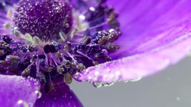 Suyun Altında Köpüklü Güzel Çiçekleri Yakından Çek Stok Görüntüleri Suyun — Stok video