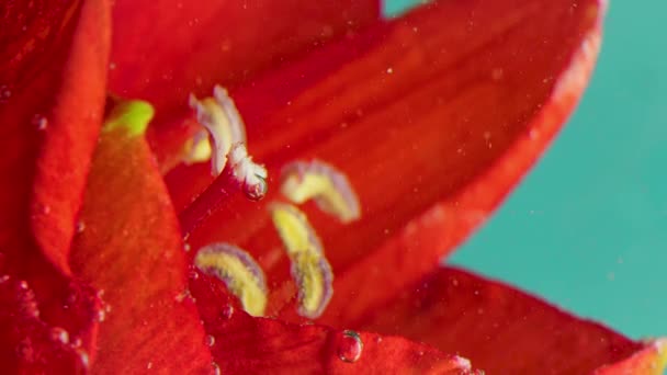 Крупним Планом Бульбашки Квітці Під Водою Стокові Кадри Красиві Бульбашки — стокове відео