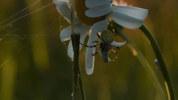 Insektenspinne Sitzt Auf Blütenkamille Auf Verschwommenem Sommerwiesenhintergrund Kreativ Spinnennetz Hängt — Stockvideo