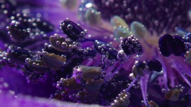 Incrível Flor Lilás Broto Subaquático Com Bolhas Imagens Stock Bela — Vídeo de Stock