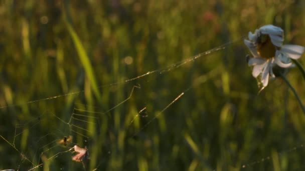 クモの巣の中に閉じ込められた ハエの犠牲者だ クリエイティブ 太陽の下で夏の牧草地にいる昆虫たち — ストック動画