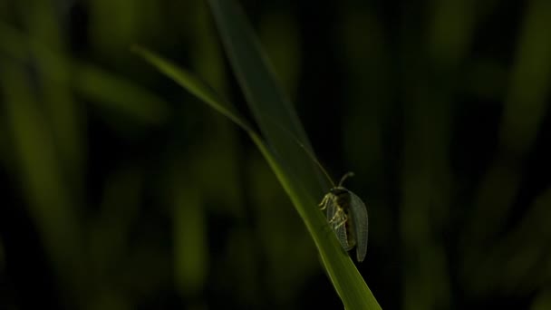 緑の草の翼を持つ昆虫のクローズアップ クリエイティブ 小さな繊細な昆虫が草の上に座っています 緑の草のマクロの世界 — ストック動画