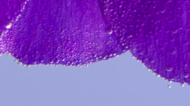 Крупним Планом Красиві Пелюстки Квітів Під Водою Стокові Кадри Ніжні — стокове відео