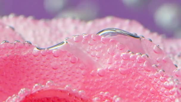 Zbliżenie Delikatnych Płatków Róż Bąbelkami Materiał Filmowy Piękne Różowe Płatki — Wideo stockowe