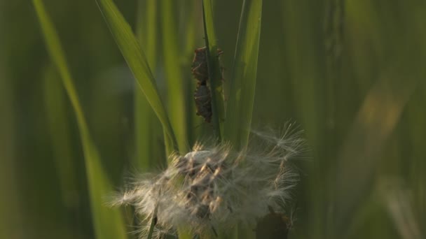 잔디에 딱정벌레의 클로즈업 크리에이티브 짝짓기하는 딱정벌레를 잡아라 딱정벌레는 잔디에서 잔디에 — 비디오