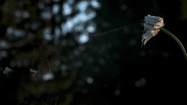 Dünne Spinnennetze Erstreckten Sich Von Blume Blume Auf Verschwommenem Grünem — Stockvideo